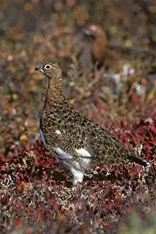 Individual Prints: Willow Ptarmigan - well camouflaged in autumn colored tundra - Alaska B800