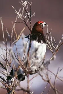 Ptarmigans Prints: Willow Ptarmigan Male, mating plummage, Alaska