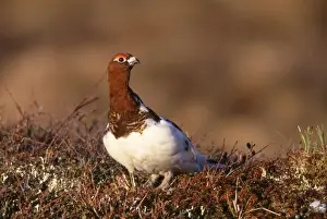 Ptarmigans Prints: Willow Ptarmigan - male. Spring molt Seward Peninsula, Alaska