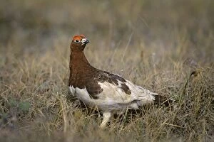 Images Dated 2nd July 2010: Willow Ptarmigan - male on tundra - Arctic National Wildlife Refuge - Alaska - Summer B6823