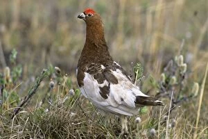 Images Dated 2nd July 2010: Willow Ptarmigan - male on tundra - Arctic National Wildlife Refuge - Alaska - Summer B6825