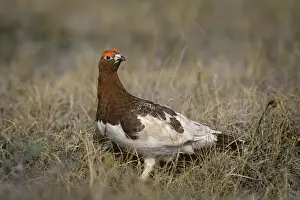 Willow Ptarmigan - male on tundra - Arctic National Wildlife Refuge - Alaska - Summer B6823