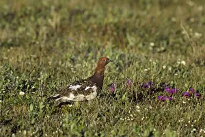 Willow Ptarmigan - male on tundra - Arctic National Wildlife Refuge - Alaska - Summer Bg378