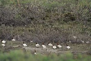 Images Dated 2nd July 2010: Willow Ptarmigan - males in willows along old stream bed on arctic plain - Arctic National