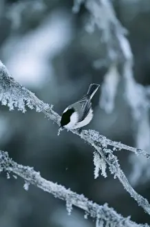 Willow Tit