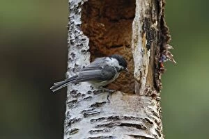 Images Dated 28th July 2008: WILLOW TIT