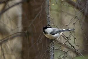 Approaching Gallery: Willow Tit - adult - checks approaching invader