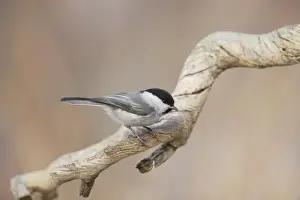 Lapland Prints: Willow Tit Parus palustris Finnish Lapland BI013864