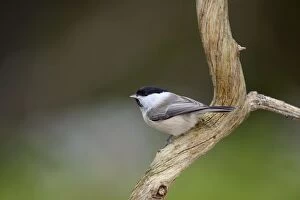 Images Dated 4th February 2011: Willow Tit - UK
