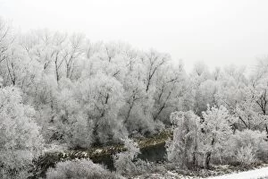 Willow Trees - covered in frost