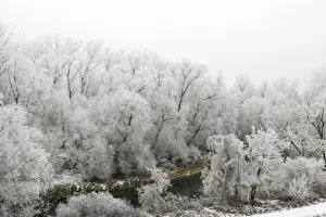 Willows Prints: Willow Trees - covered in frost. Alsace - France
