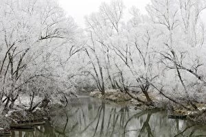 Images Dated 3rd February 2006: Willow Trees - along river covered in frost. Alsace - France