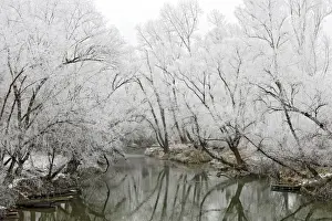 Willows Prints: Willow Trees - along river covered in frost. Alsace - France
