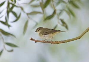 Images Dated 2nd October 2012: Willow Warbler