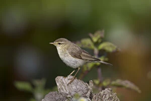 Passerine Bird Gallery: Willow Warbler - adult bird - Germany