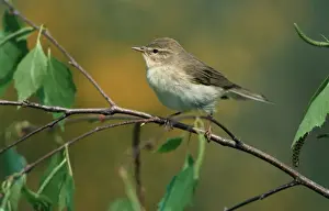 Birches Prints: Willow Warbler in birch - Belgium