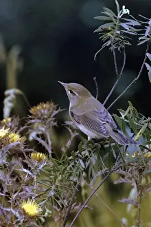 Warblers Prints: Willow Warbler - first winter