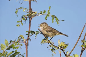 Willow Warbler - male singing from a bush, Island of Texel, The Netherlands Date: 11-Feb-19
