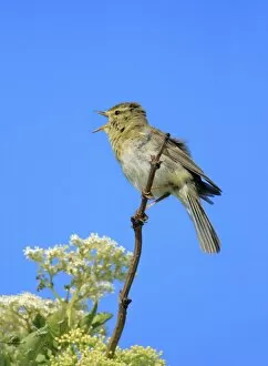 Images Dated 9th June 2008: Willow Warbler - male, singing from flowering Elderberry