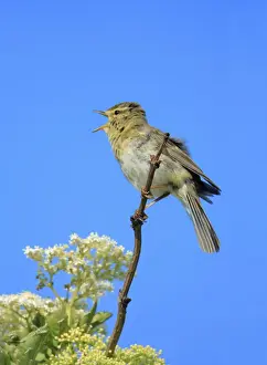 Willow Warbler - male, singing from flowering Elderberry, Texel, Holland