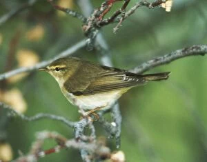 Images Dated 13th September 2005: Willow Warbler - May Turkey