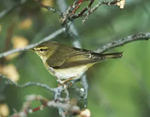 Willow Warbler - May Turkey