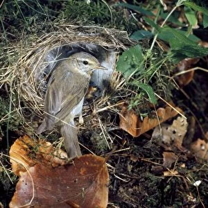 Images Dated 4th August 2011: Willow Warbler - at nest
