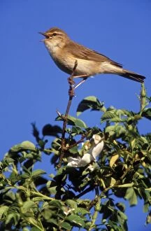 Willow WARBLER - perched on high branch
