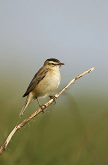 Willow Warbler - perched on vegetation in the early morning sunshine Willow Warbler - perched on vegetation in the early morning sunshine