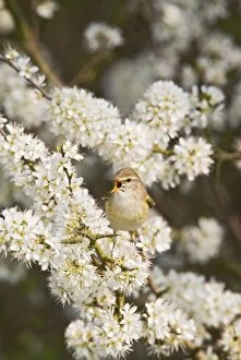 Images Dated 16th April 2011: Willow Warbler - singing from Blackthorn blossom