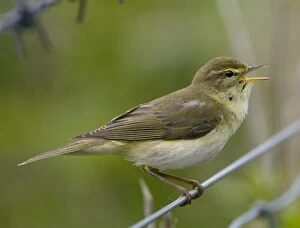 Images Dated 5th April 2010: Willow Warbler - in song