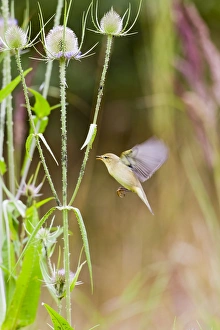 Images Dated 30th July 2010: Willow Warbler - taking Black Fly from teasel - Bedfordshire UK 11966