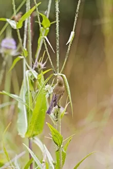 Images Dated 30th July 2010: Willow Warbler - taking Black Fly from teasel - Bedfordshire UK 11964