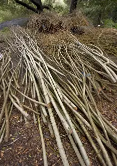 Willows Prints: Willow Withies - Piles, ready for use in making a willow sculpture