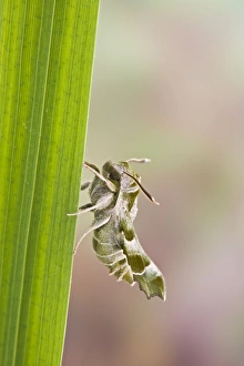 Images Dated 13th May 2008: Willowherb Hawkmoth - rare in UK 005548
