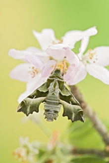 Images Dated 13th May 2008: Willowherb Hawkmoth - rare in UK 005558