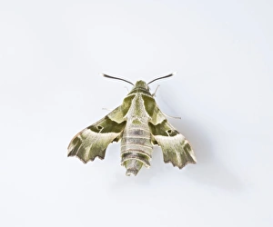 Images Dated 1st June 2008: Willowherb Hawkmoth - rare in UK 005675