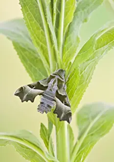 Hawk Moths Prints: Willowherb Hawkmoth - rare in UK - captive bred 005550