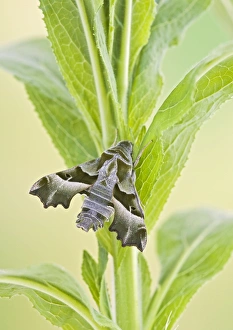 Images Dated 13th May 2008: Willowherb Hawkmoth - rare in UK - captive bred 005550