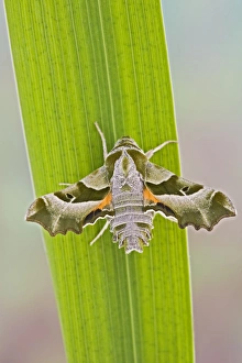 Images Dated 13th May 2008: Willowherb Hawkmoth wings open - rare in UK Captive bred 005544