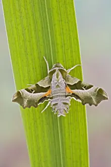 Hawk Moths Prints: Willowherb Hawkmoth wings open - rare in UK Captive bred 005544