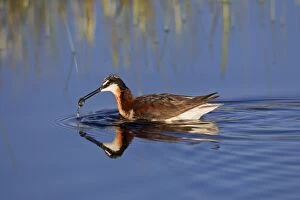 Images Dated 29th June 2010: Wilson's Phalarope - adult female with food in beak - July in Wyoiming - USA