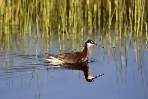 Phalarope Prints: Wilson's Phalarope - adult female - July in Wyoiming - USA