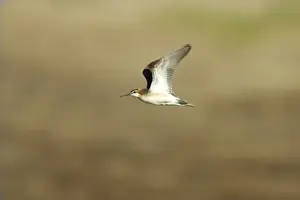 Phalarope Prints: Wilson's Phalarope in flight Klamath NWR, Oregon, USA BI003469