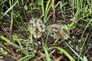 Wilson's Phalarope - young - 2 days old