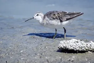 Wilson's Phalarope - young - 2 days old