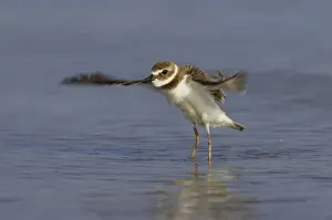 Wilsons Prints: Wilson's Plover - wing flapping after washing, Fort de Soto, florida, USA BI002001
