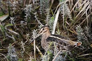 Images Dated 5th September 2008: Wilson's Snipe