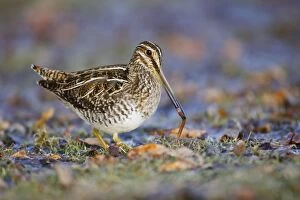 Earthworms Collection: Wilson's Snipe - with worm in beak