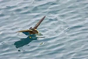 Wilsons Prints: Wilson's Storm-Petrel - Feeding in sheltered bay Neko Harbour